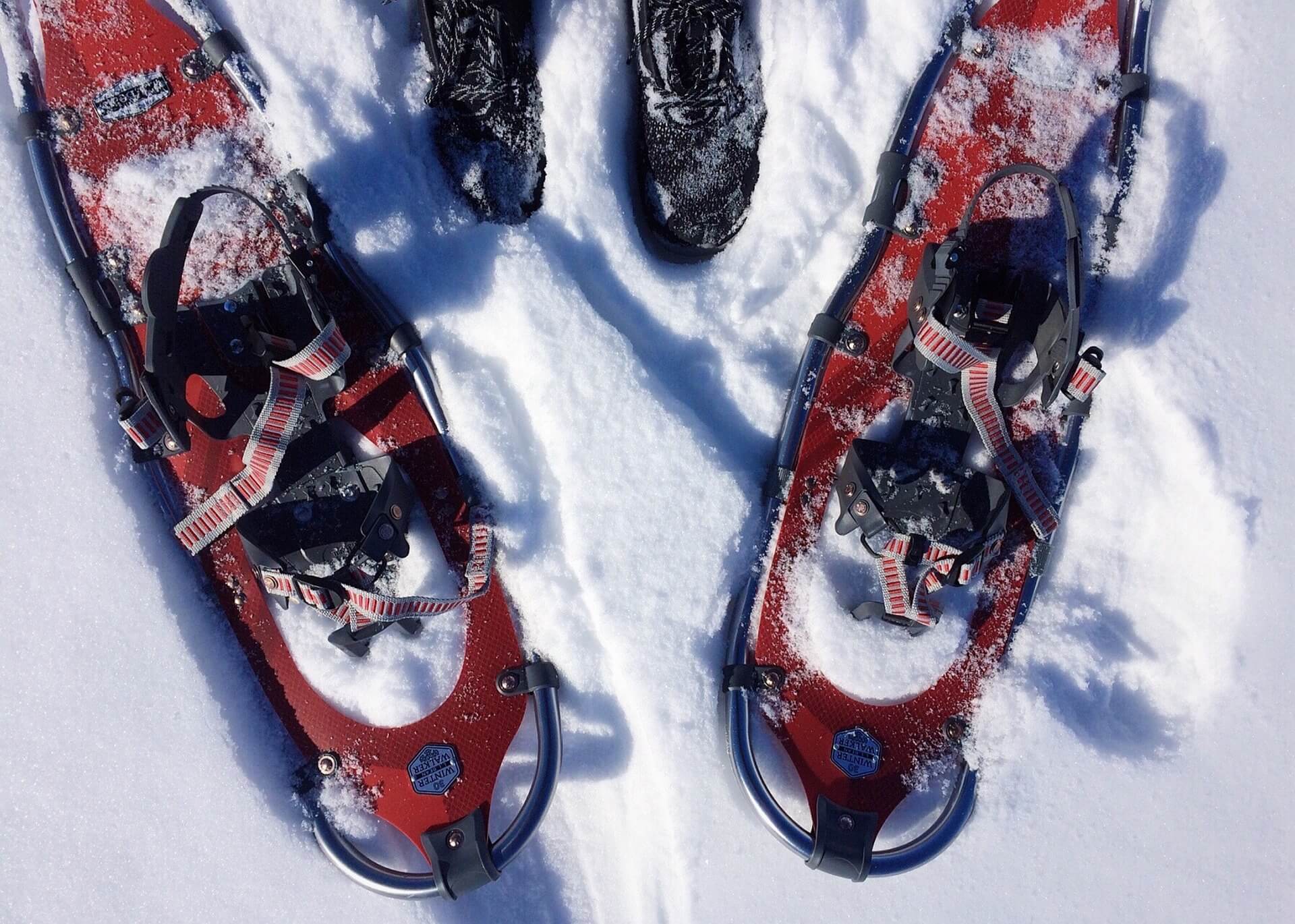 Snowshoe